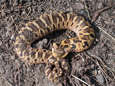 Eastern Hognose Snake Facts And Pictures Reptile Fact