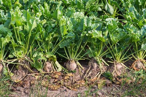 How to Grow Sugar Beets | Gardener’s Path