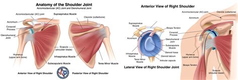 Shoulder Disorders And Treatment Fort Worth Surgeons At Osmi