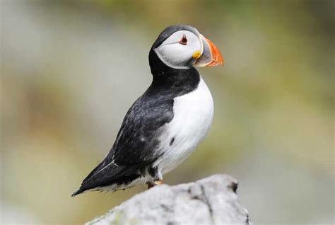 Scottish Seabird Centre North Berwick Nature Centres Reserves