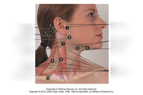 Nurse 251 Head And Neck Lymphatic System Flashcards Quizlet