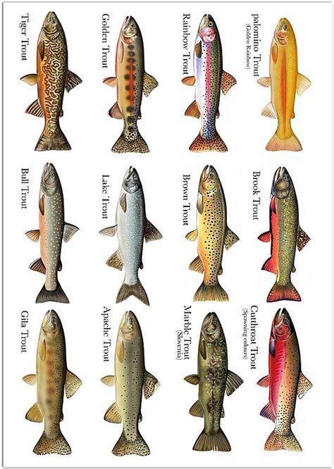 Trout Species Chart Print Antartoutdoors In Trout Fly