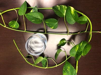 Come Coltivare E Propagare Il Pothos In Acqua Arquidia Mantina