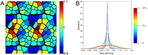 Veins In Numerical Simulations Undergo Non Affine Deformations A