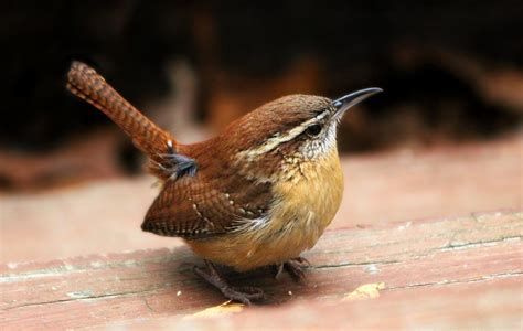 South Carolina State Bird - Bird Watching Academy