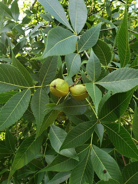 Pignut Hickory