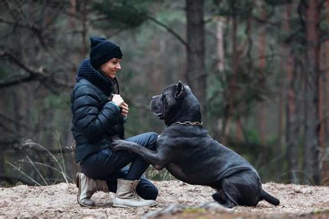 Cane Corso Lifespan Average Life Expectancy And More Az Animals