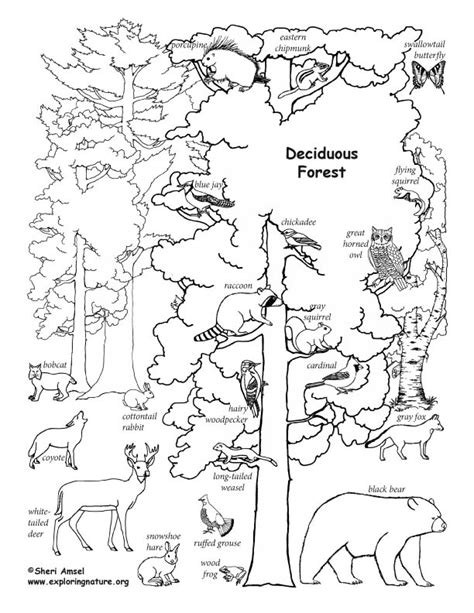 Deciduous Forest with Animals (Labeled) Coloring Page