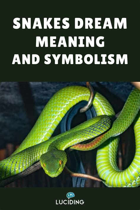 Unraveling the Symbolism and Meanings of Snake Dreams