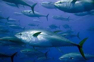 ikan tuna unlimitedsedoyo