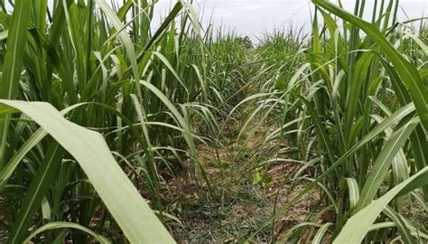 Sugar Price Hike Rally Continues Sugarcane Price Surges To Over K60