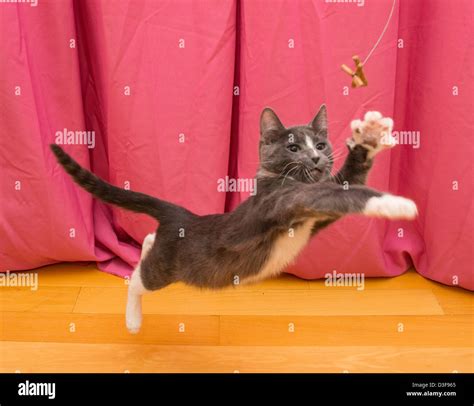 Grey Tuxedo Cat Hi Res Stock Photography And Images Alamy