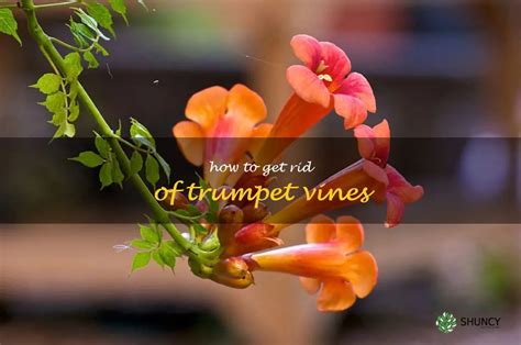 A Step By Step Guide To Eliminating Trumpet Vines Shuncy