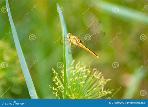 Pantala Flavescens Dragonfly Back View Stock Image | CartoonDealer.com ...