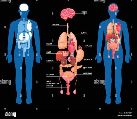 Menschliche Anatomie Layout Der Inneren Organe Im M Nnlichen K Rper