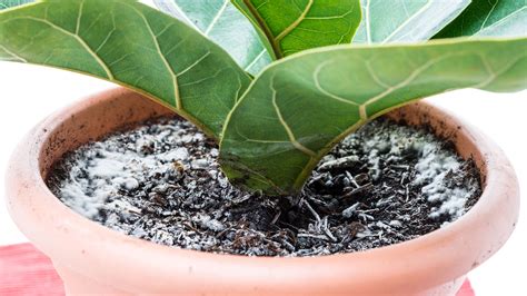 How To Treat And Prevent Fungus And Mold On Houseplants Wekiva Foliage