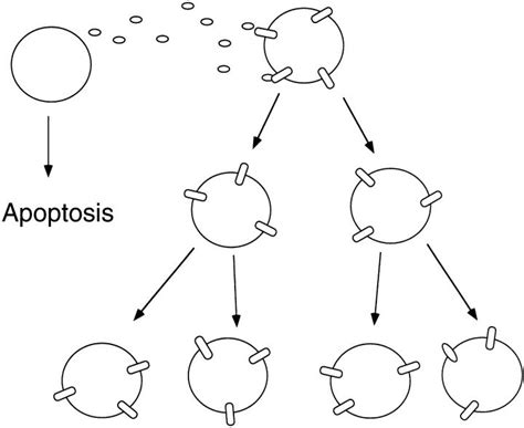 Model For The Apoptotic And Tumorigenic Activity Of NDF A Cell That