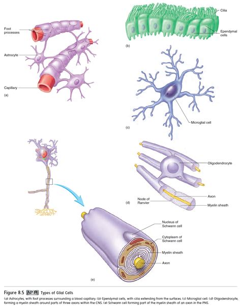 Cells of the Nervous System