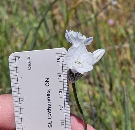 large-flowered triteleia from Lyle, WA 98635, USA on April 21, 2024 at 12:44 PM by lillie a ...