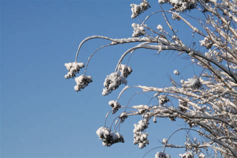 Chinesische Lagerstr Mien Sind Sie Winterhart Oder Frostempfindlich