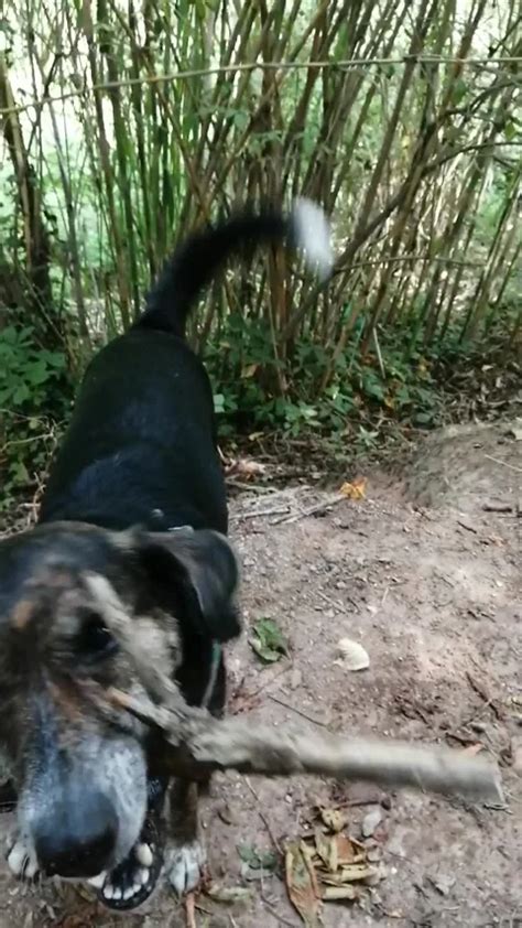 Dog With A Stick In Its Mouth Barking Wh Stock Video Pond5