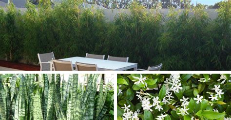 Privacy Plants For Balconies Flower Power