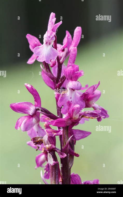 Orchis Mascula Known As Early Purple Orchid Blue Butcher Orchid