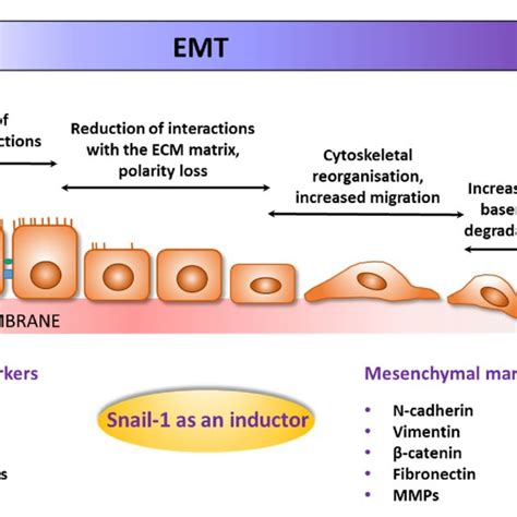 Schematic Steps Of The Emt Process With Examples Of Epithelial And