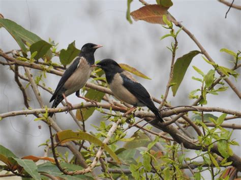 Birding From The Balcony 8 Birds You Can Spot In Delhi Right Now Condé Nast Traveller India