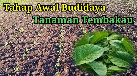 Tahap Awal Budidaya Tanaman Tembakau Youtube