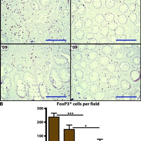 Detection Of Foxp Expression By Immunohistochemistry Shows That Foxp