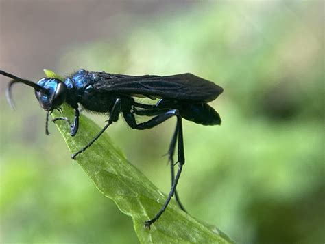 Nearctic Blue Mud Dauber Wasp From Gulf Branch Nature Center Park