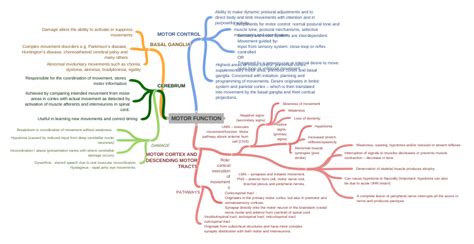 motor function motor control components  motor control normal