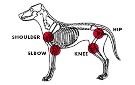 Extend Pets - Dog Joint Pain