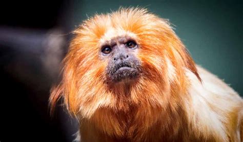 Golden Lion Tamarin • Brandywine Zoo