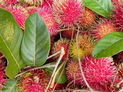 Rambutan Plant Nephelium Free Photo On Pixabay Pixabay