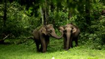 Kerala Wildlife | Kerala Holidays | Kerala Tour Packages