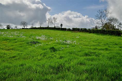 Field With Cuckoo Plants Arvalee Kenneth Allen Cc By Sa