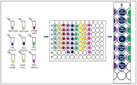 Qpcr Plate Setup Master Mixes Are Prepared In Eppendorf Tubes The