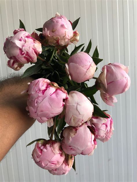 Peony Sarah Bernhard Flora Blooms