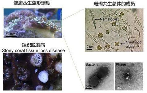 首次利用造礁石珊瑚的无创侵染模型解析了珊瑚病原菌 海岸生物 专注实验室解决方案