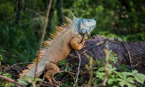 Diversidad Biol Gica El Gran Tesoro De Oaxaca Semaedeso Ri Oaxaca