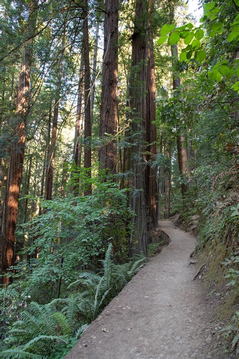 Muir Woods California © María Cecilia Rey 2021 Todos Los D Flickr