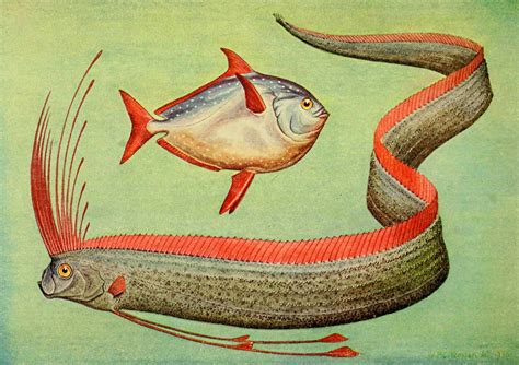 ShukerNature: OARFISH ORIGINS AND A VERY (UN?)LIKELY SEA SERPENT