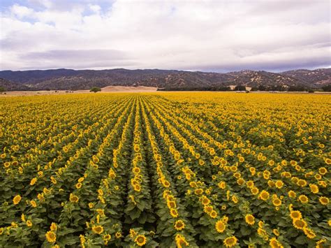 Uncover California’s Central Valley in Yolo County - Visit USA Parks