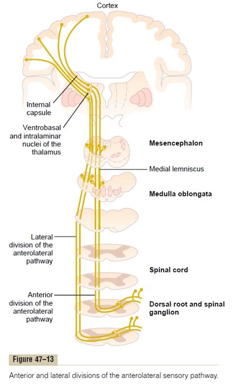 Transmission Of Less Critical Sensory Signals In The Anterolateral Pathway