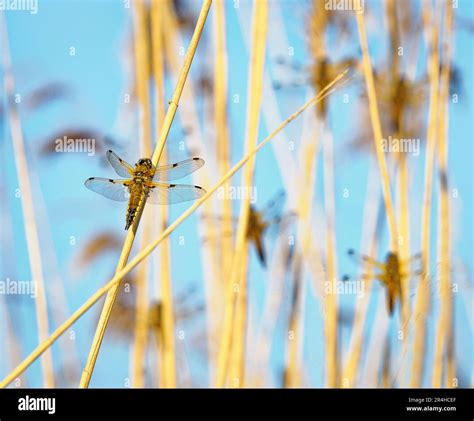 Four Spotted Chaser Dragonfly Roost Libellula Quadrimaculata In Reeds