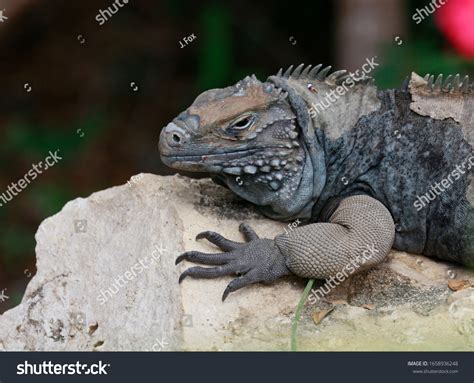 Closeup Endangered Blue Iguana Shedding Skin Stock Photo 1658936248 ...