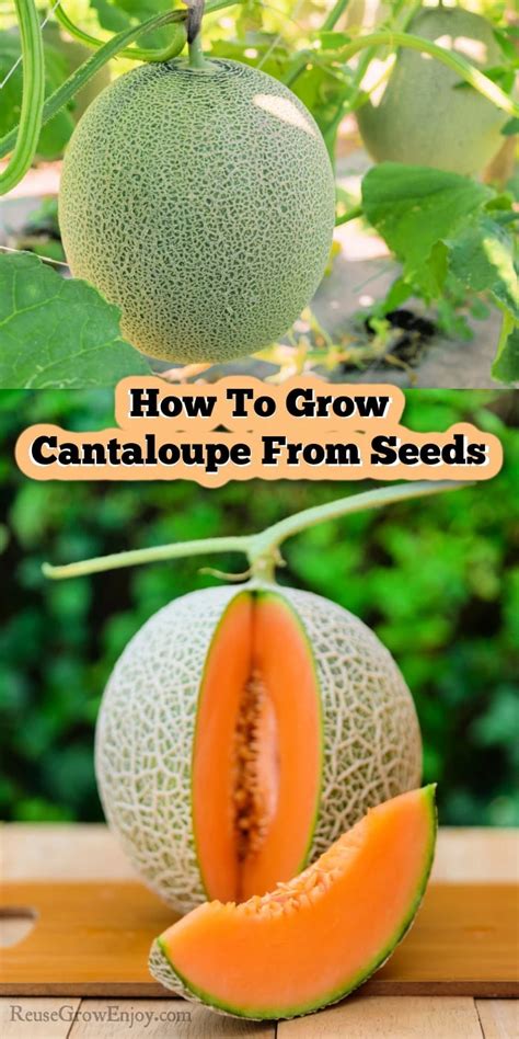 How To Grow Cantaloupe From Seeds Reuse Grow Enjoy In 2023 Growing