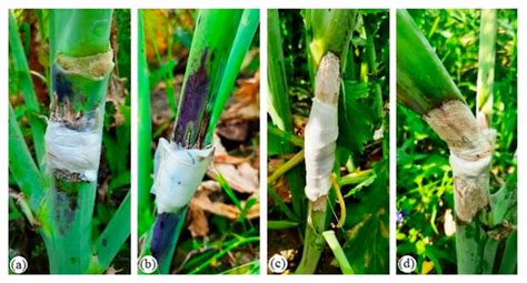 Pathogens Special Issue Soil Borne Plant Pathogenic Fungi